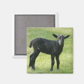 Lam van Gotland schapenmagneet Magneet (Voorkant / Achterkant)