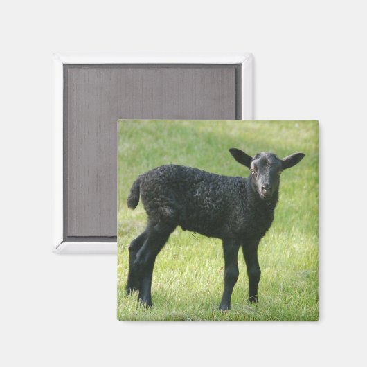 Lam van Gotland schapenmagneet Magneet (Voorkant / Achterkant)