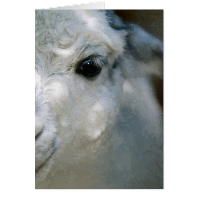 Lama (Voorkant)
