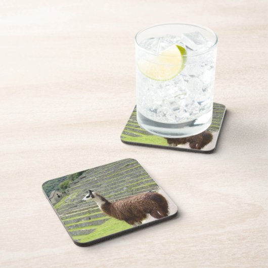 lama bier onderzetter (Rechterzijde)