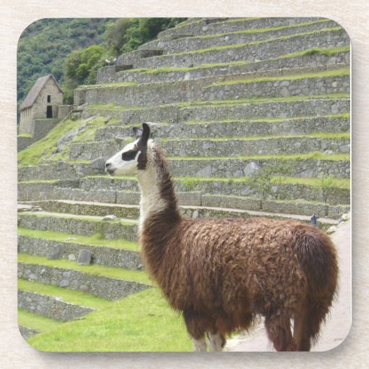 lama bier onderzetter (Voorkant)