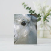 Lama Briefkaart (Staand voorkant)
