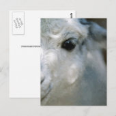 Lama Briefkaart (Voorkant / Achterkant)