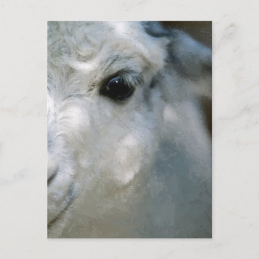 Lama Briefkaart (Voorkant)