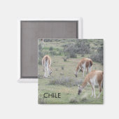 lama chili magneet (Voorkant / Achterkant)