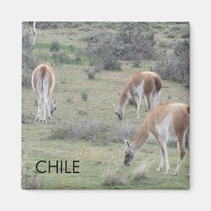 lama chili magneet