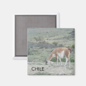 lama chili magneet (Voorkant / Achterkant)