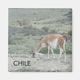 lama chili magneet
