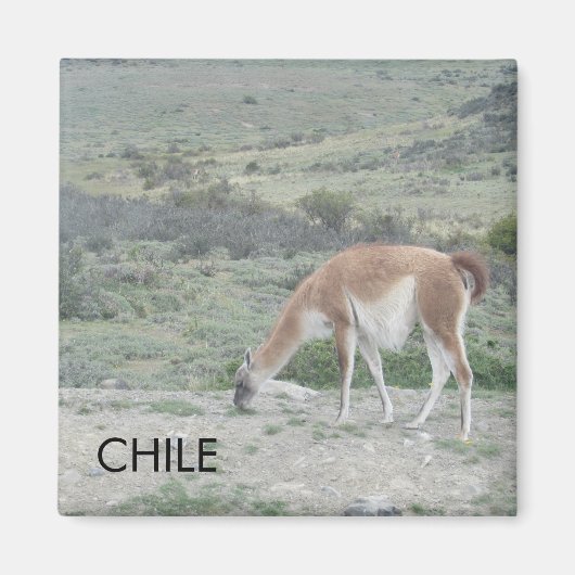 lama chili magneet (Voorkant)