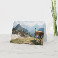 Lama die Ruïnes | Machu Picchu, Peru overzien