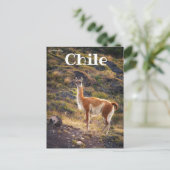 Lama in Chili Briefkaart (Staand voorkant)