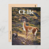 Lama in Chili Briefkaart (Voorkant / Achterkant)