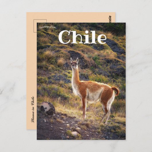 Lama in Chili Briefkaart (Voorkant / Achterkant)