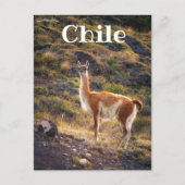 Lama in Chili Briefkaart (Voorkant)