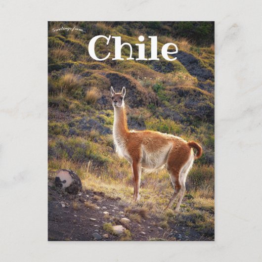 Lama in Chili Briefkaart (Voorkant)