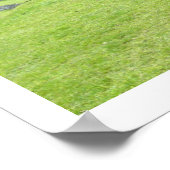 lama kijkt grens uit poster (Hoek)