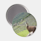 lama kijkt magneet (Voorkant / Achterkant)