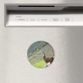 lama kijkt magneet (Insitu (Vaatwasser))