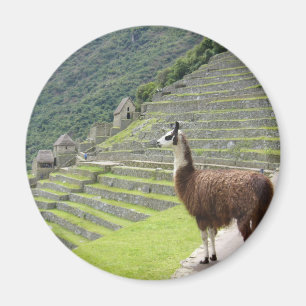 lama kijkt magneet