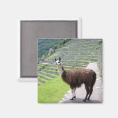 lama kijkt magneet (Voorkant / Achterkant)