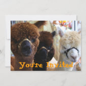 Lama Lama Uitnodiging (Voorkant)