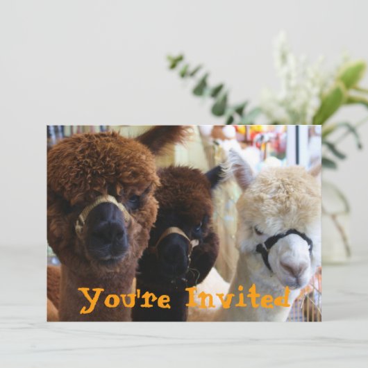 Lama Lama Uitnodiging (Staand voorkant)