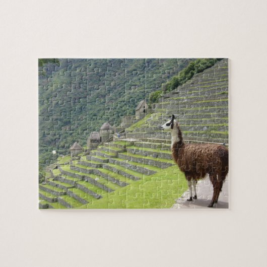 lama legpuzzel (Horizontaal)