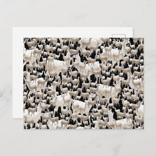 Lama, Llama Briefkaart (Voorkant / Achterkant)