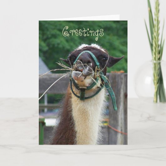 Lama Llunch, Groeten Kaart (Voorkant)
