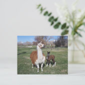 Lama Mama en Llama Baby Briefkaart (Staand voorkant)
