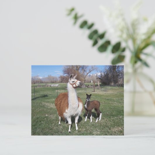 Lama Mama en Llama Baby Briefkaart (Staand voorkant)