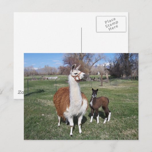 Lama Mama en Llama Baby Briefkaart (Voorkant / Achterkant)