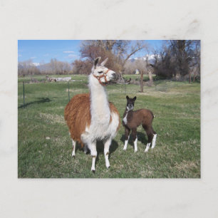Lama Mama en Llama Baby Briefkaart