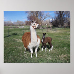Lama Mama en Llama Baby Poster