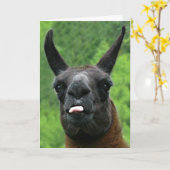 Lama met Houding die - uit de Foto van de Tong Kaart (Gele Bloem)