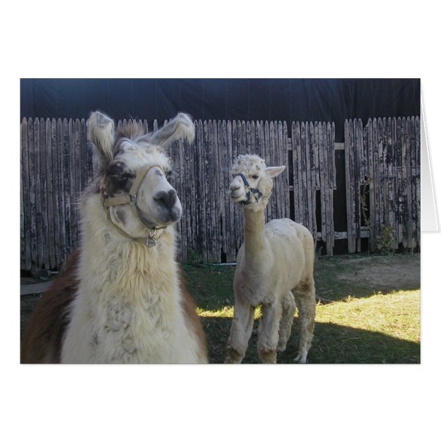 lama pels ! (Voorkant Horizontaal)