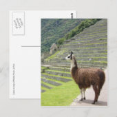 lama pride briefkaart (Voorkant / Achterkant)