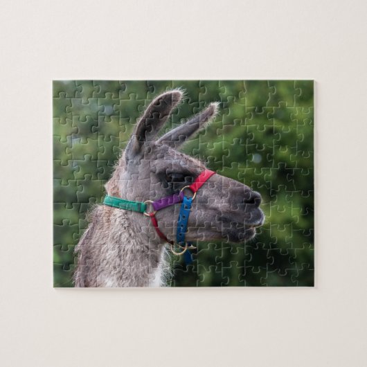 Lama Superioriteit Legpuzzel (Horizontaal)