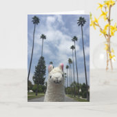 Lama zonder het Wenskaart van het Drama Kaart (Gele Bloem)