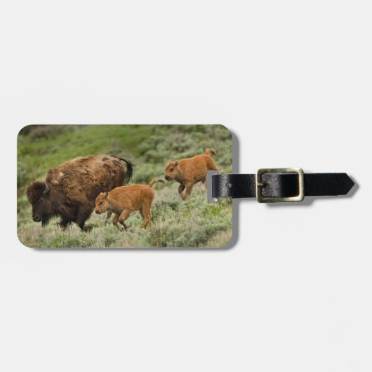 Lamar Valley Mini Stampede Bagagelabel (Voorkant horizontaal)
