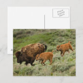 Lamar Valley Mini Stampede Briefkaart (Voorkant / Achterkant)