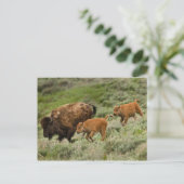 Lamar Valley Mini Stampede Briefkaart (Staand voorkant)
