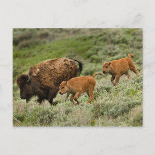 Lamar Valley Mini Stampede Briefkaart