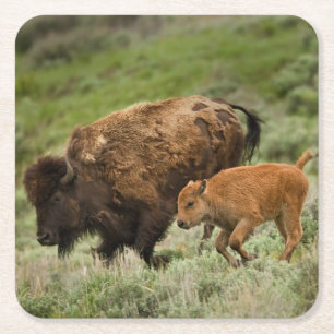 Lamar Valley Mini Stampede Kartonnen Onderzetters