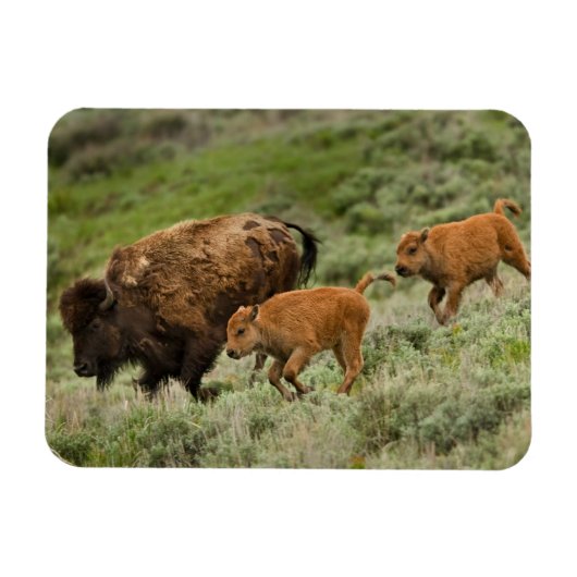 Lamar Valley Mini Stampede Magneet (Horizontaal)