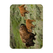 Lamar Valley Mini Stampede Magneet (Verticaal)