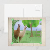 Lamas Briefkaart (Voorkant / Achterkant)