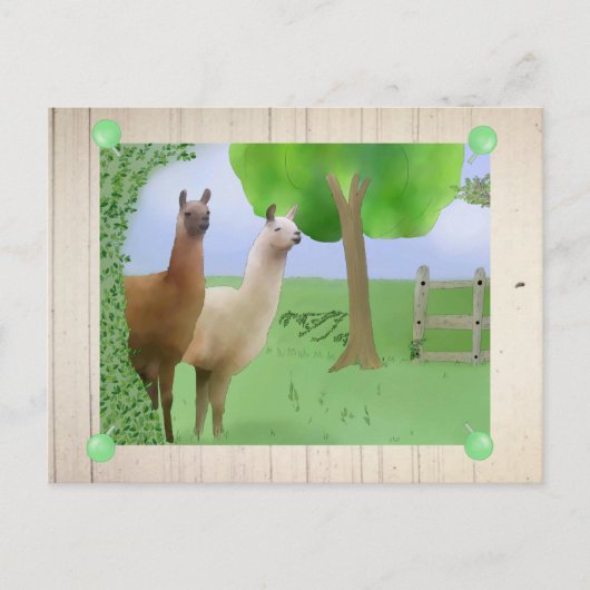 Lamas Briefkaart (Voorkant)
