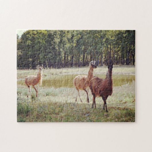 Lama's door een vijver dier puzzel (Horizontaal)
