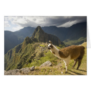 Lamas en een overblik op Machu Picchu,